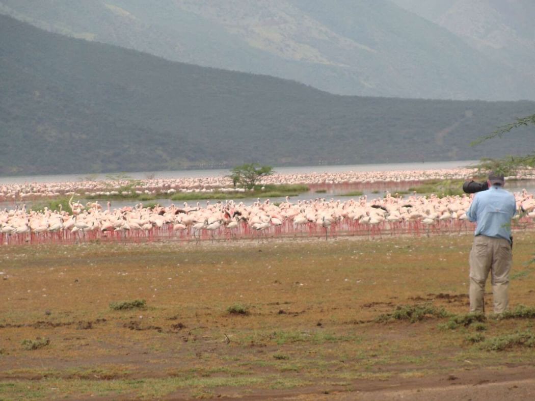 A man clicking a pic of Flamingos near Hotel Lake Elmenteita