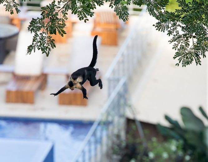 Portrait of a leaping monkey near Los Altos Resort