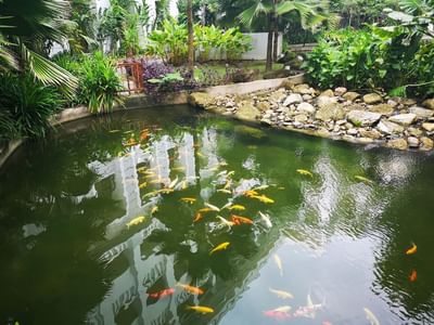 A pond filled with aquatic animals at The Danna Langkawi