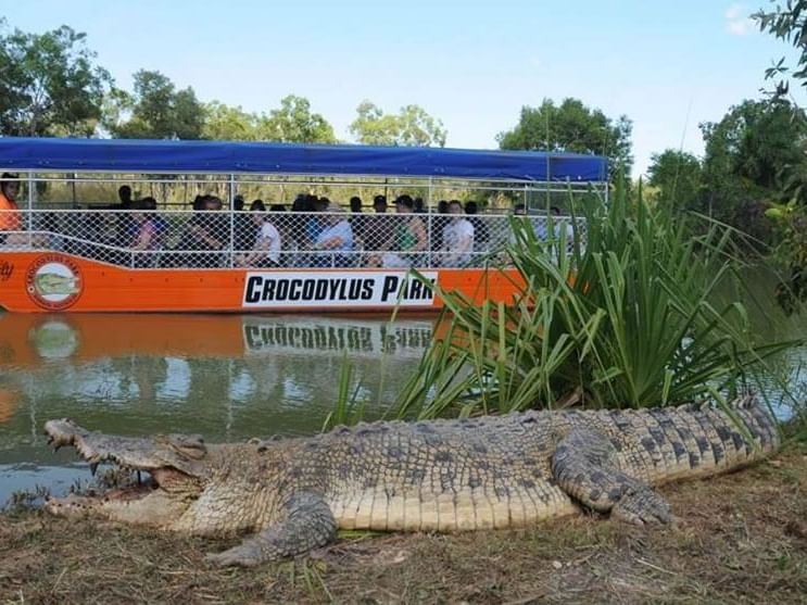 A huge crocodile in Crocodylus Park near H On Smith Hotel
