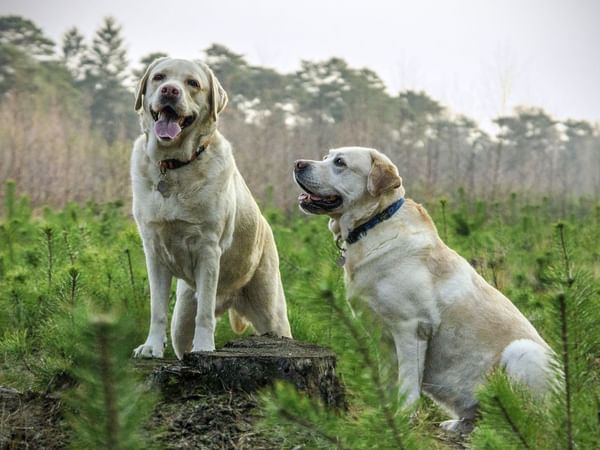 two dogs sitting in strathcona park