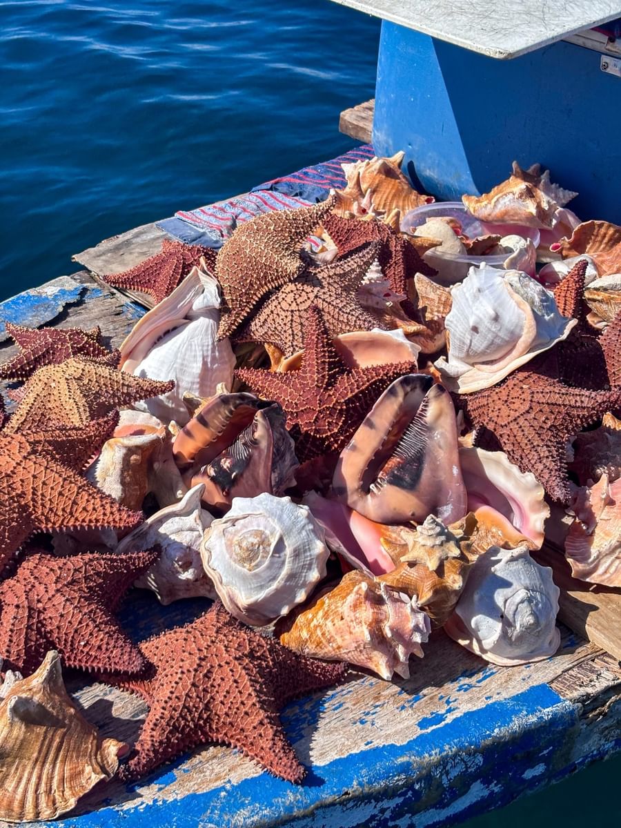 Conch shells by starfish under bright sunlight surrounding a blue wooden boat at Warwick Paradise Island Bahamas
