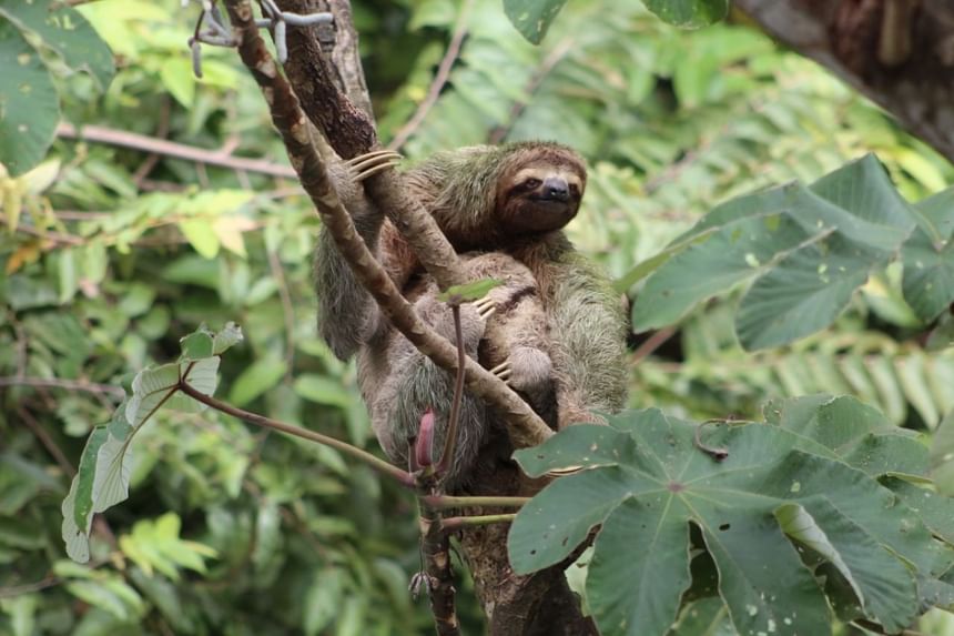 Portrait of a Sloath animal hanging on a tree branch near Los Altos Resort