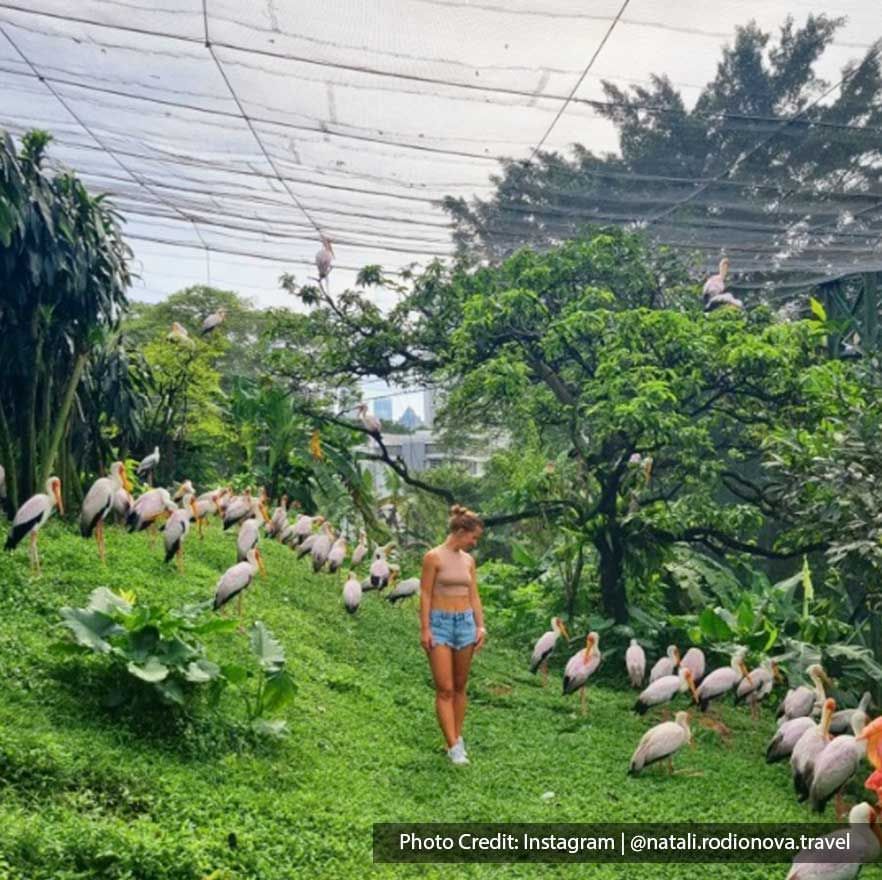 Girl standing by a muster of storks in KL Bird Park, a popular tourist destination near Imperial Lexis KL