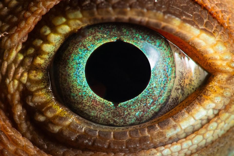 Macro of a lizard's eye with teal scales by a brown eyelid at the Hotel Chan-kah Resort Village park