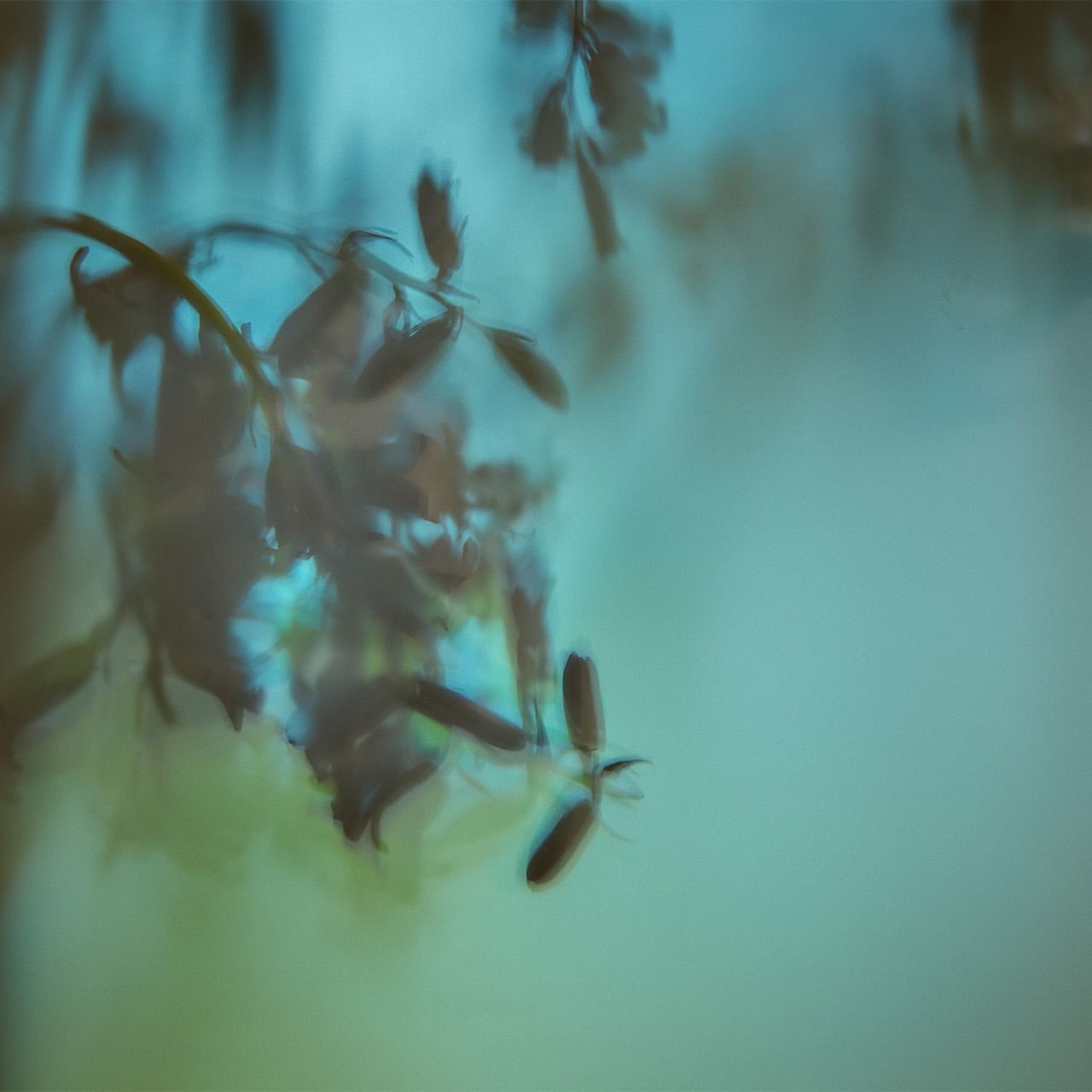 Blurred background image of tree branch used at Dunluce Lodge