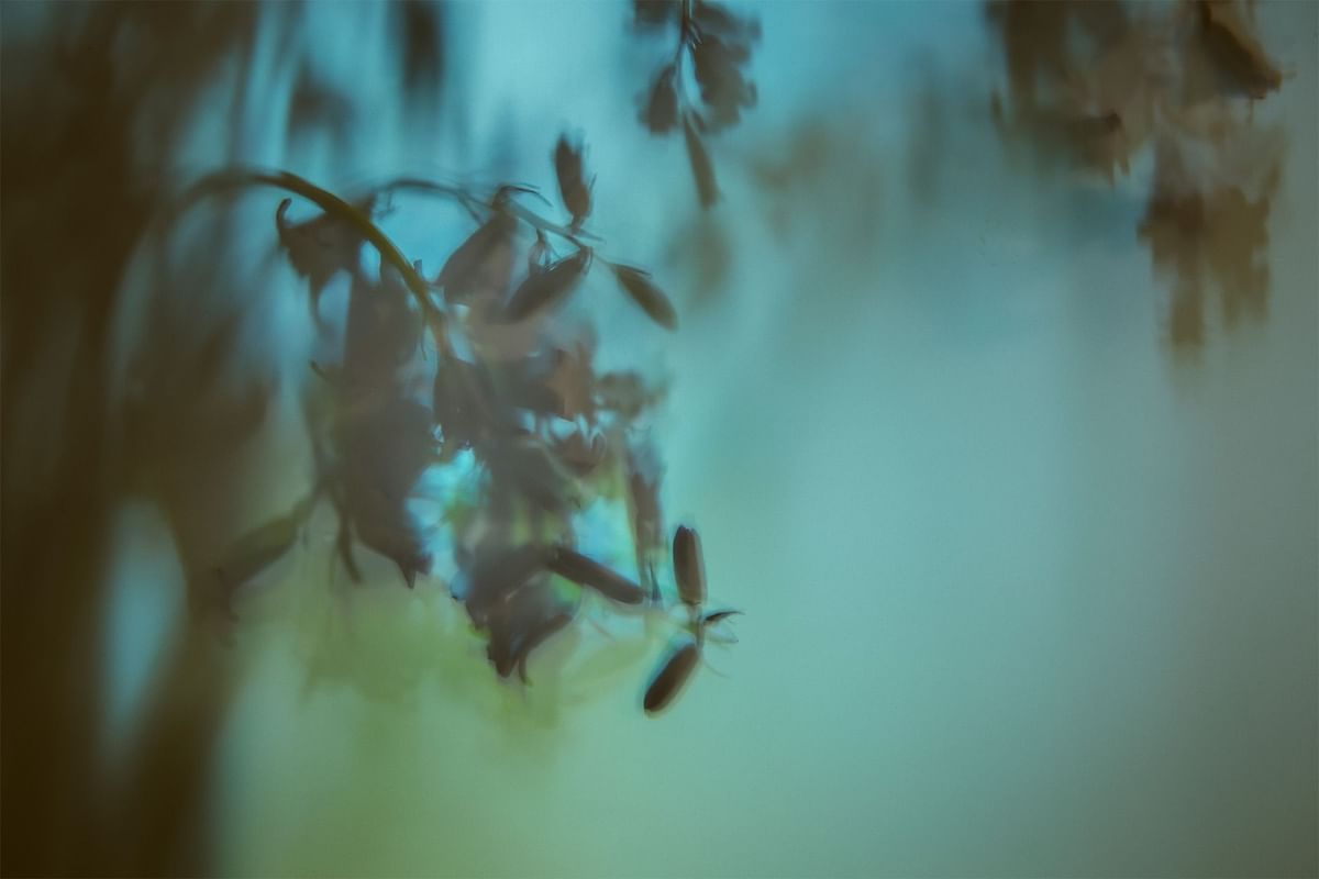 Blurred background image of tree branch used at Dunluce Lodge