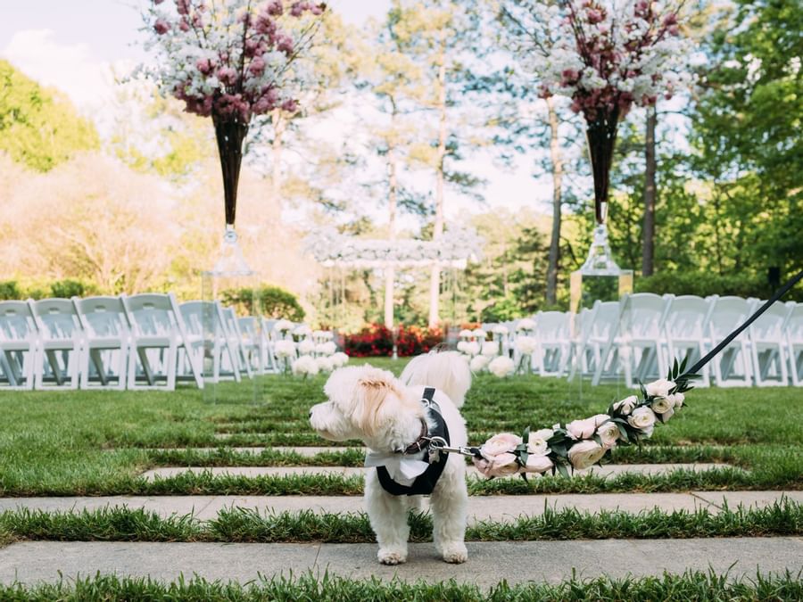 Dog standing in front of a wedding ceremony in the Wedding Lawn at Umstead Hotel and Spa