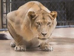 Close up of a lionesses in Hope Zoo near Terra Nova All Suite
