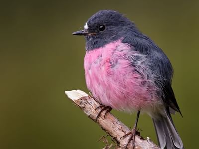 Pink Robbin bird on a branch captured near Cradle Mountain