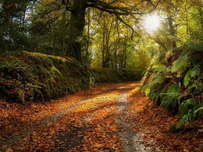 Autumn walk between the trees