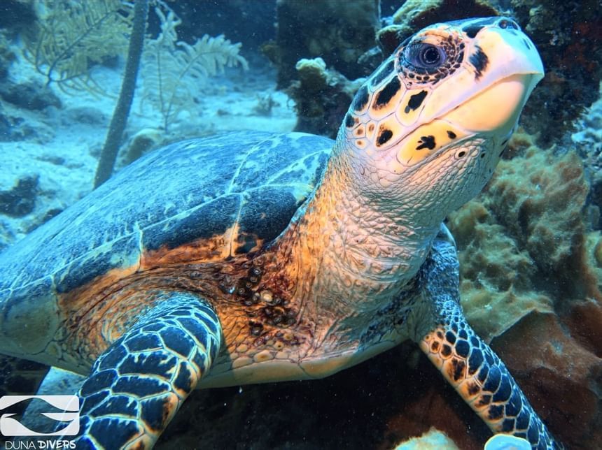 Close-up of a turtle in the ocean at Ibagari Boutique Hotel