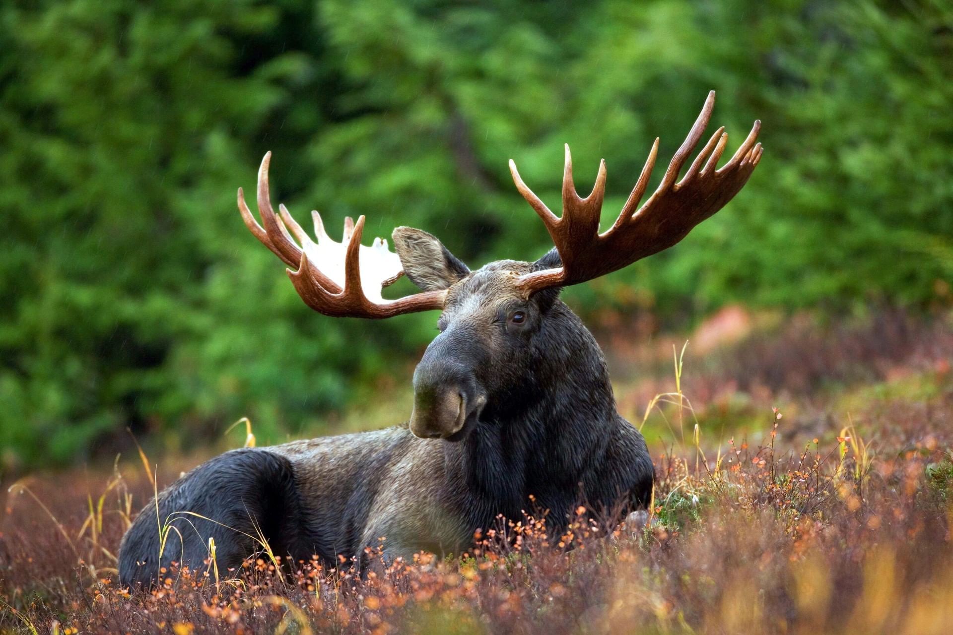 Moose laying in woods