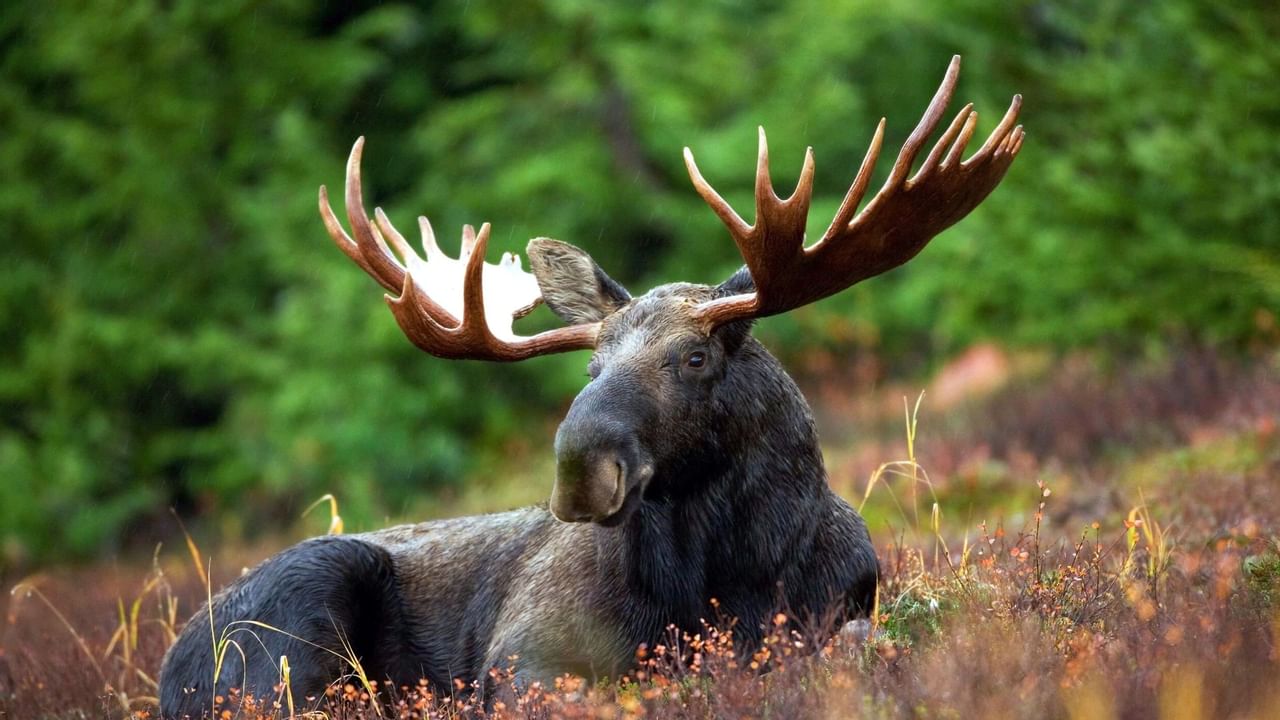 Moose laying in woods
