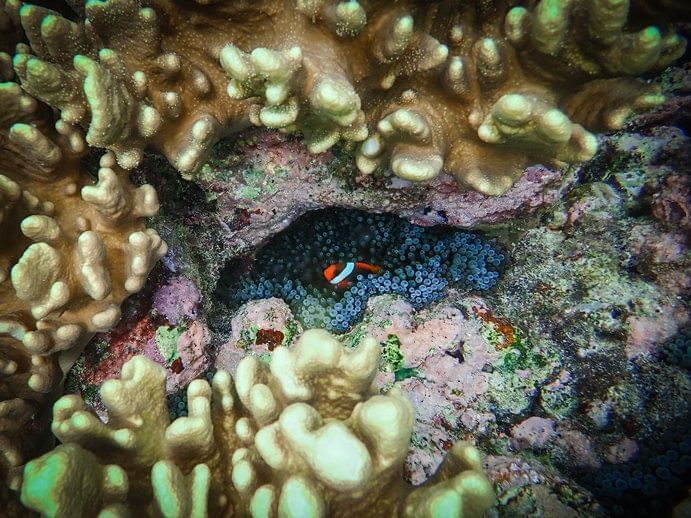 Clownfish in coral reef near Pullman Cairns coast