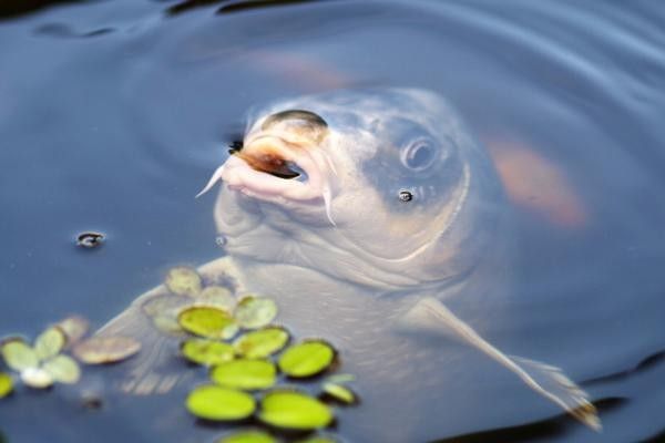 Carp at Frensham Great Pond, a great free place to visit in Surrey