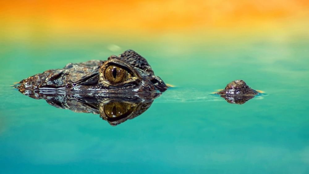The eye and snout of an alligator pokes out from teal water that rises into a gold sunset behind.