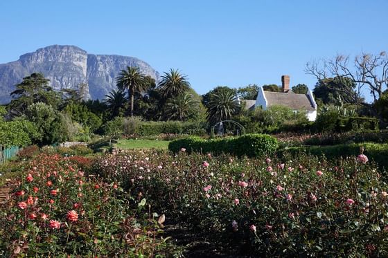 rose gardens at Chart Farm