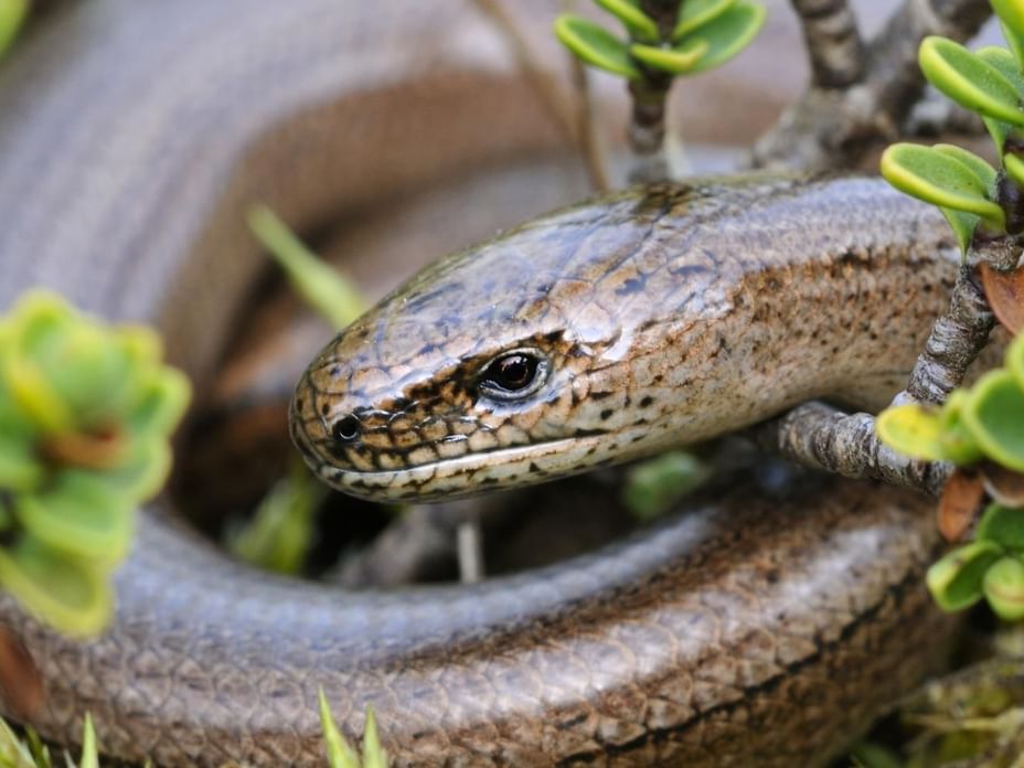 What Do Slow Worms Eat? | Diet, Habitat, Identification & More!