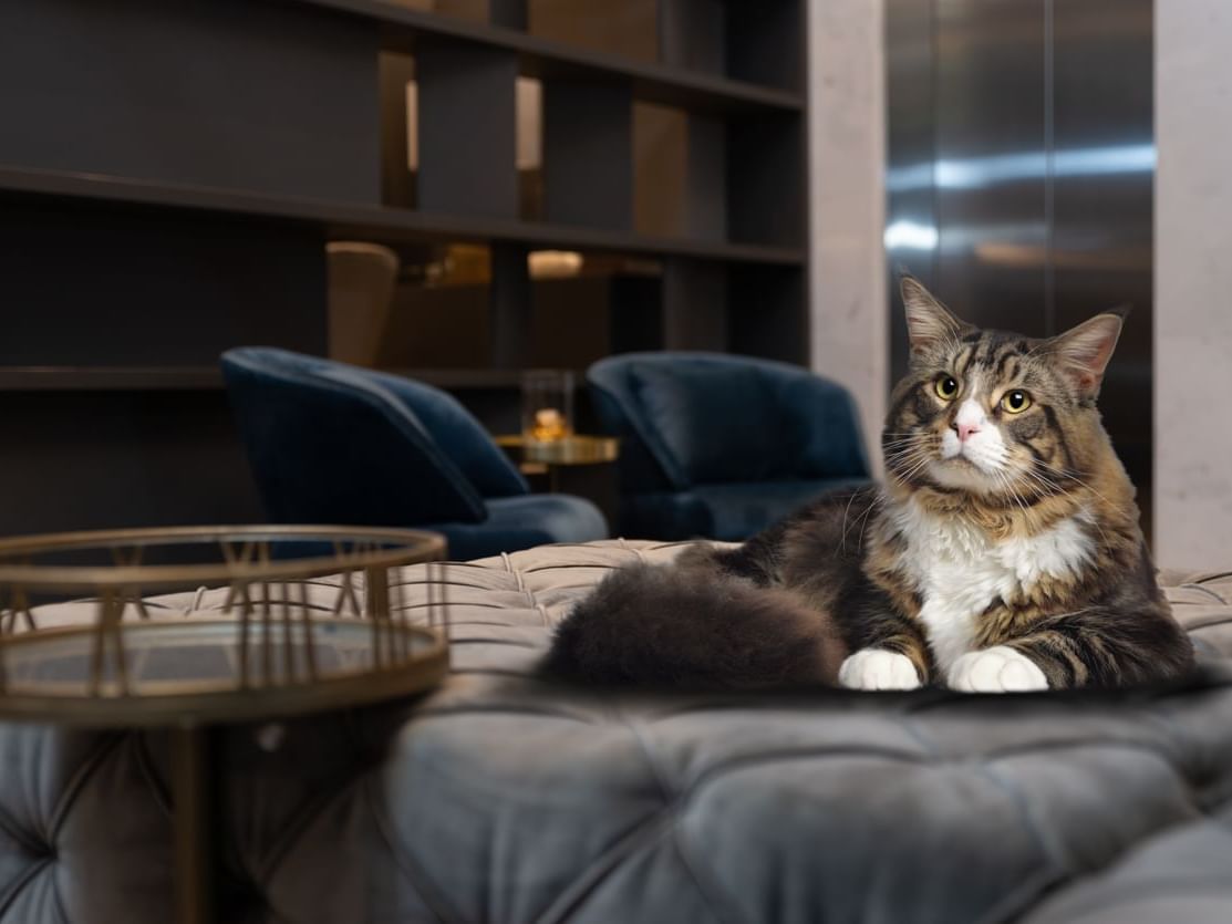 A fuzzy cat lounging on a bed in a suite at Blue Doors Hotels