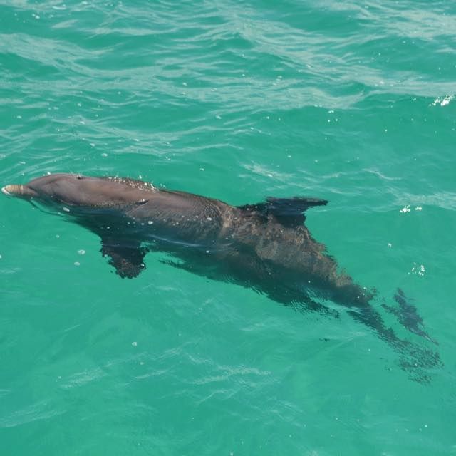Dolphin at the sea near The Somerset On Grace Bay