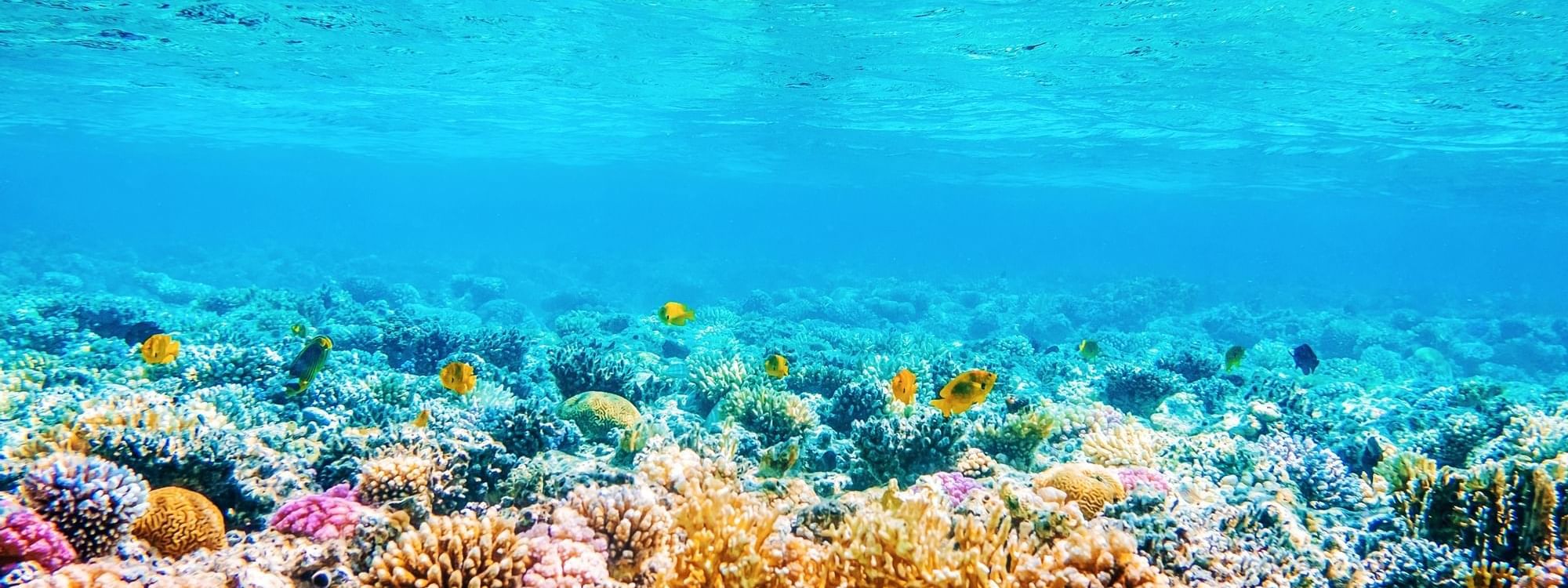 View of colorful corals in sea near Daydream Island Resort
