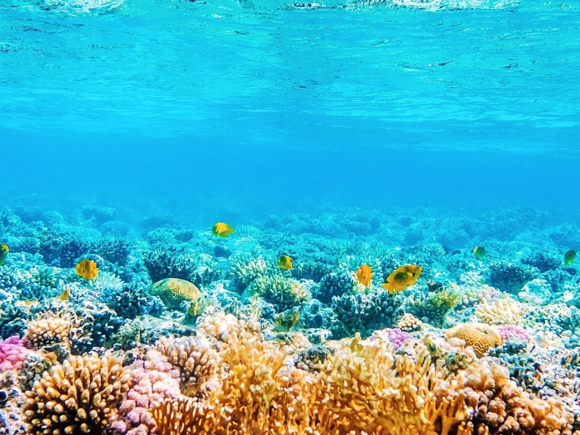 View of colorful corals in sea near Daydream Island Resort