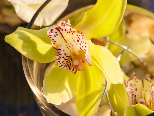 Close up of orchids and white roses at Windsong Resort On The Reef