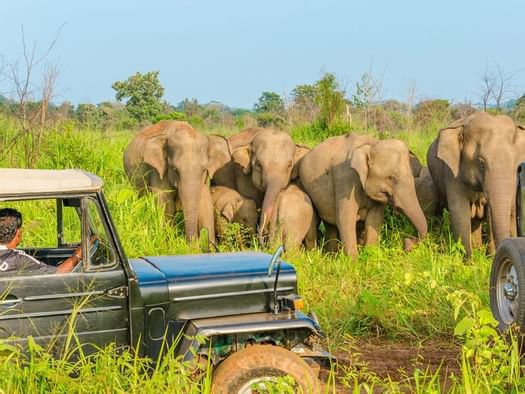 Elefant tours at Qumquat Resort in Bali