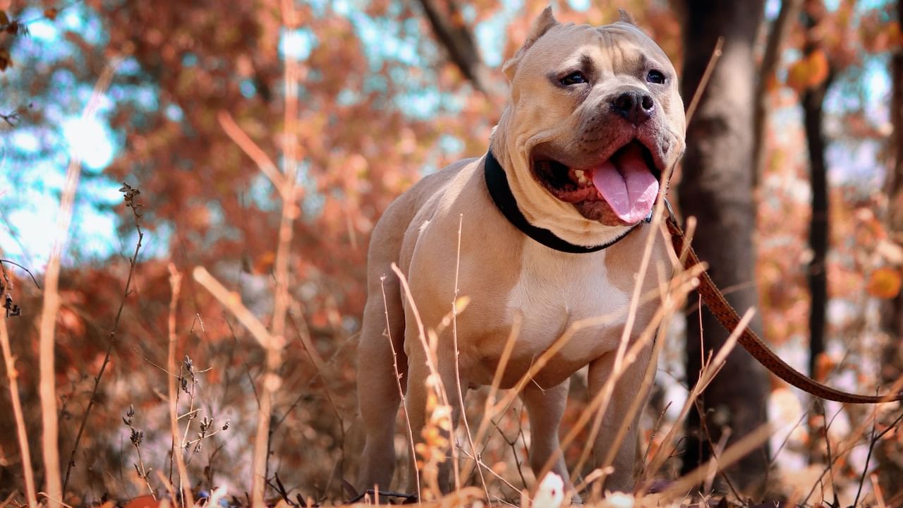 A happy pit-bull enjoys a run in the park