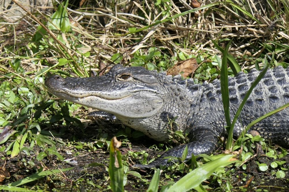A large gray alligator suns in a marshy spot on land.