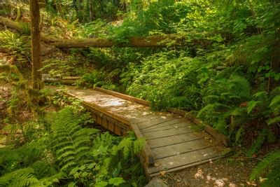 Wooden Bridge Hiking Trail at Woodland Wonderland