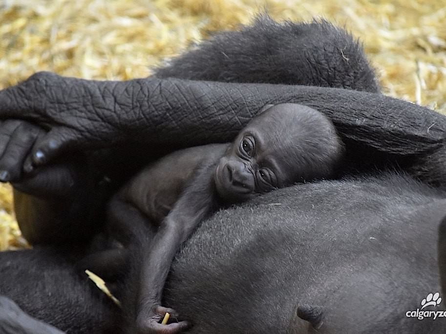 Close-up of Baby Gorilla in Calgary Zoo near Applause Hotel Calgary