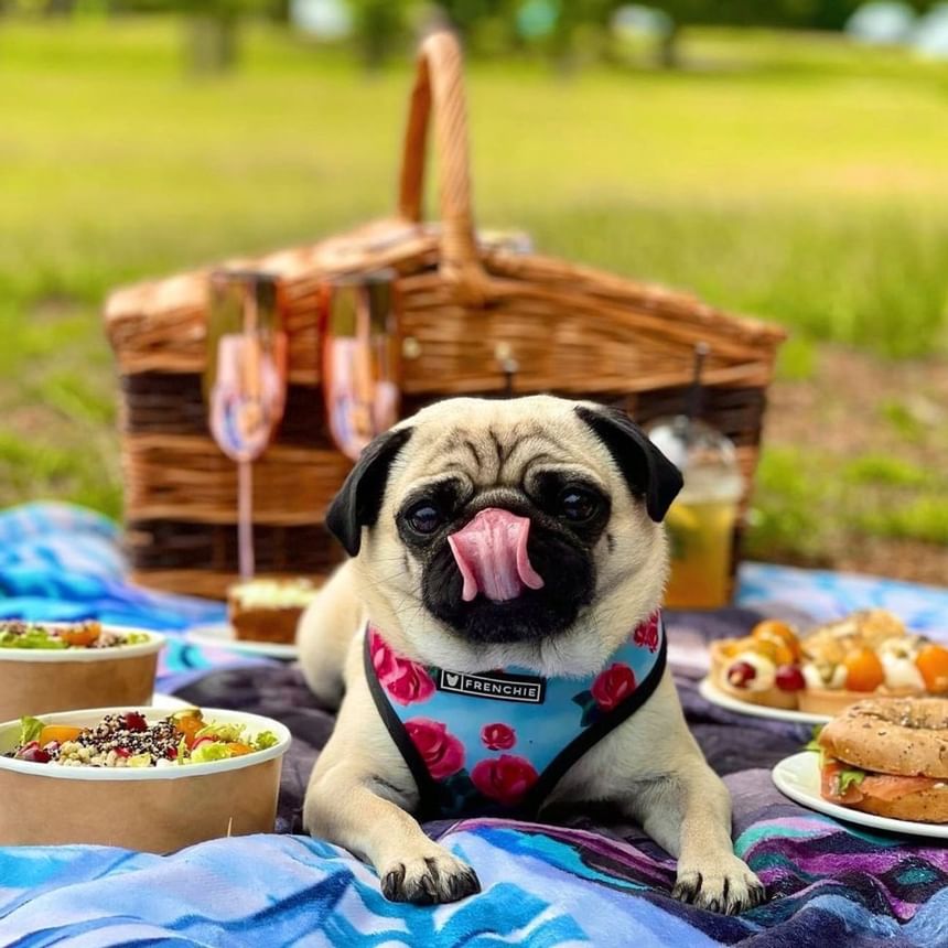 A dog lying near food on a picnic near Richmond Hill Hotel