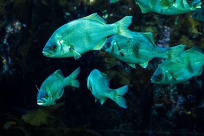 aquarium near The Monterey Hotel
