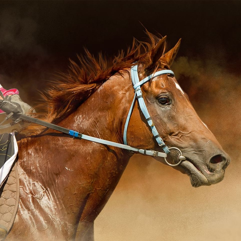 Jockey riding horse number 4 with bridle and saddle.