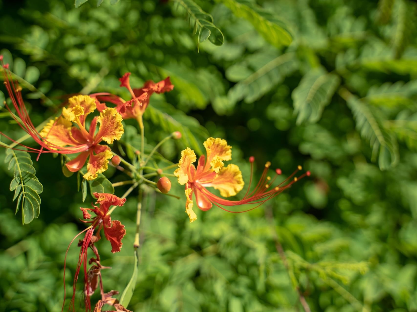 Beautiful flowers in Huntes Garden near Southern Palms Beach