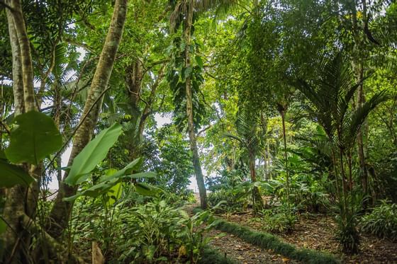 Woods near Marina Bahia Golfito