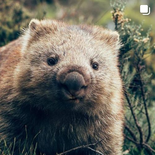 Common wombat in the woods near Cradle Mountain Hotel 