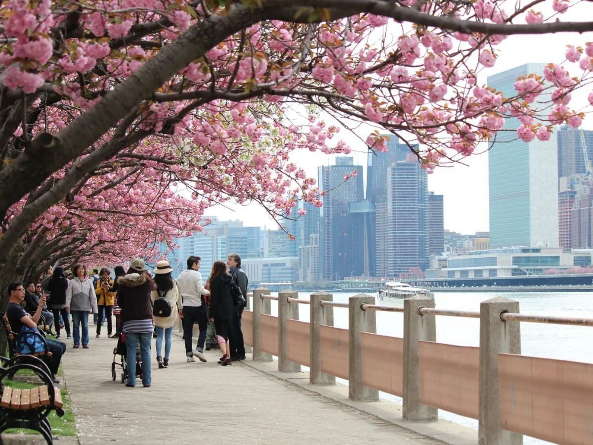 Roosevelt Island Cherry Blossoms