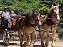 two horses pulling carriage