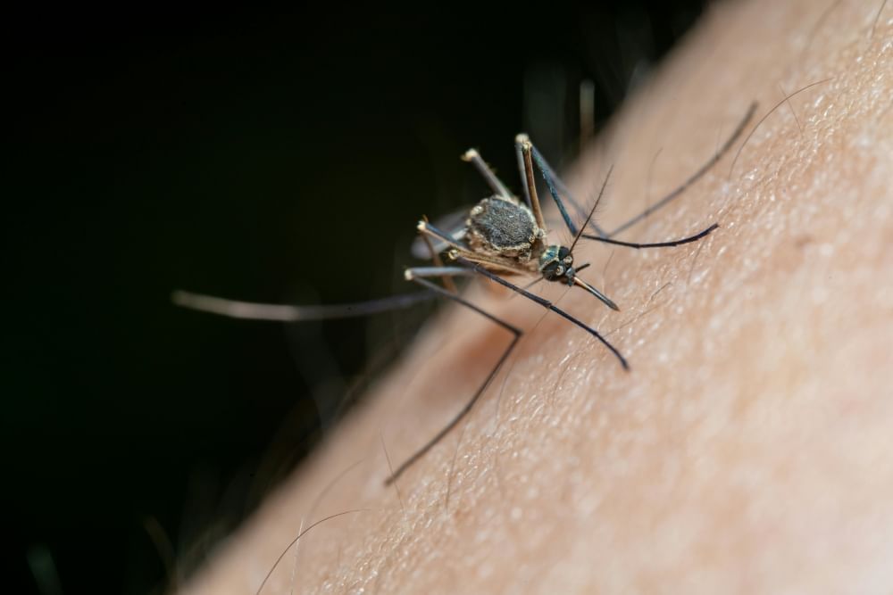 A close-up of a mosquito biting skin.