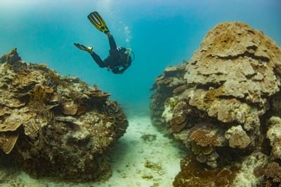 A diver swimming through corals near Heron Island Resort