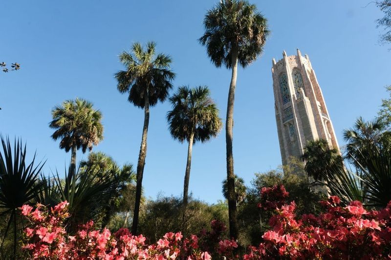 Towering palm trees surrounded by pink blooming azaleas with the ornate stone Bok Singing Tower rising in the distance. 