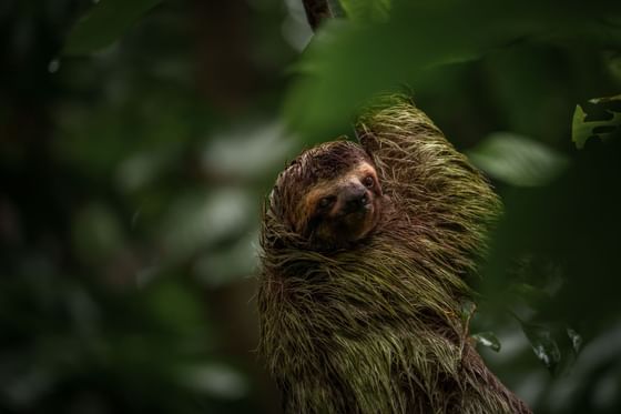Sloth in Corcovado National park near Playa Cativo Lodge