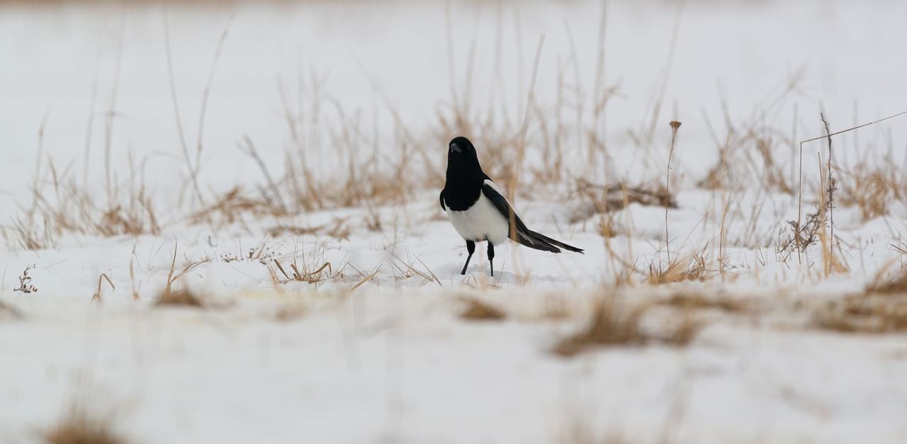 Black and white magpie standing in snowy field with dried grasses at Coast Calgary University Area Hotel by APA