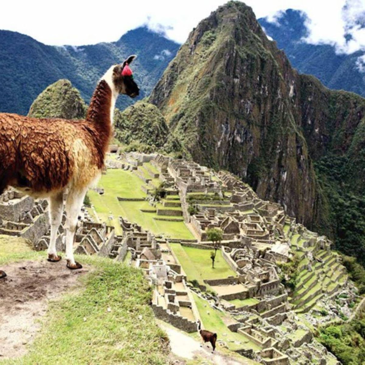 flora y fauna de Machu Picchu Perú