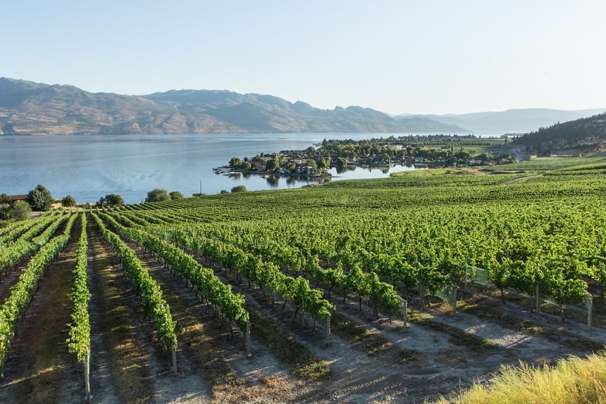 Vast vineyard with lake and mountain view on a sunny day at The Cove Lakeside Resort.