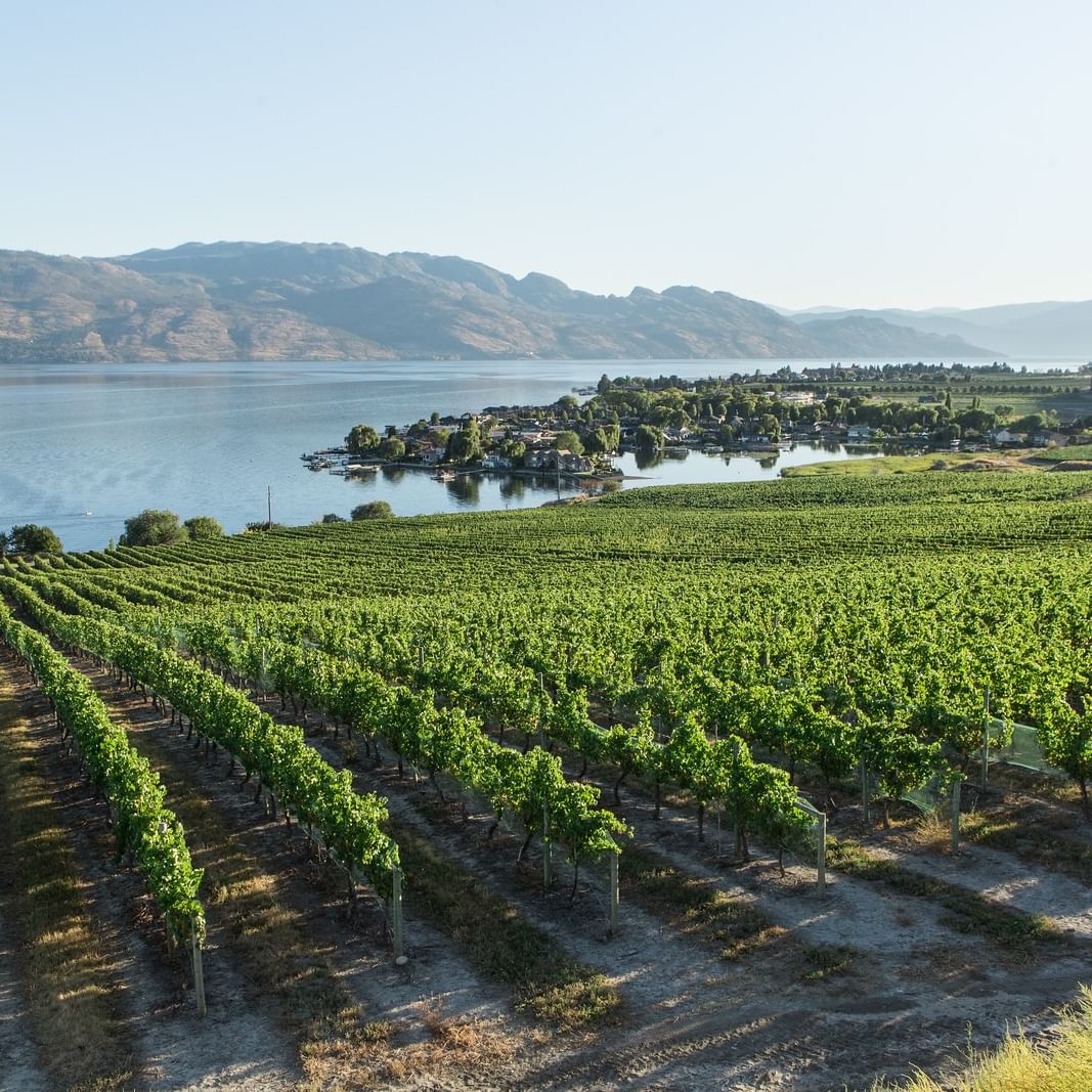 Vineyard with rows of green vines near a large lake and mountains for Sip & Stay at The Cove.