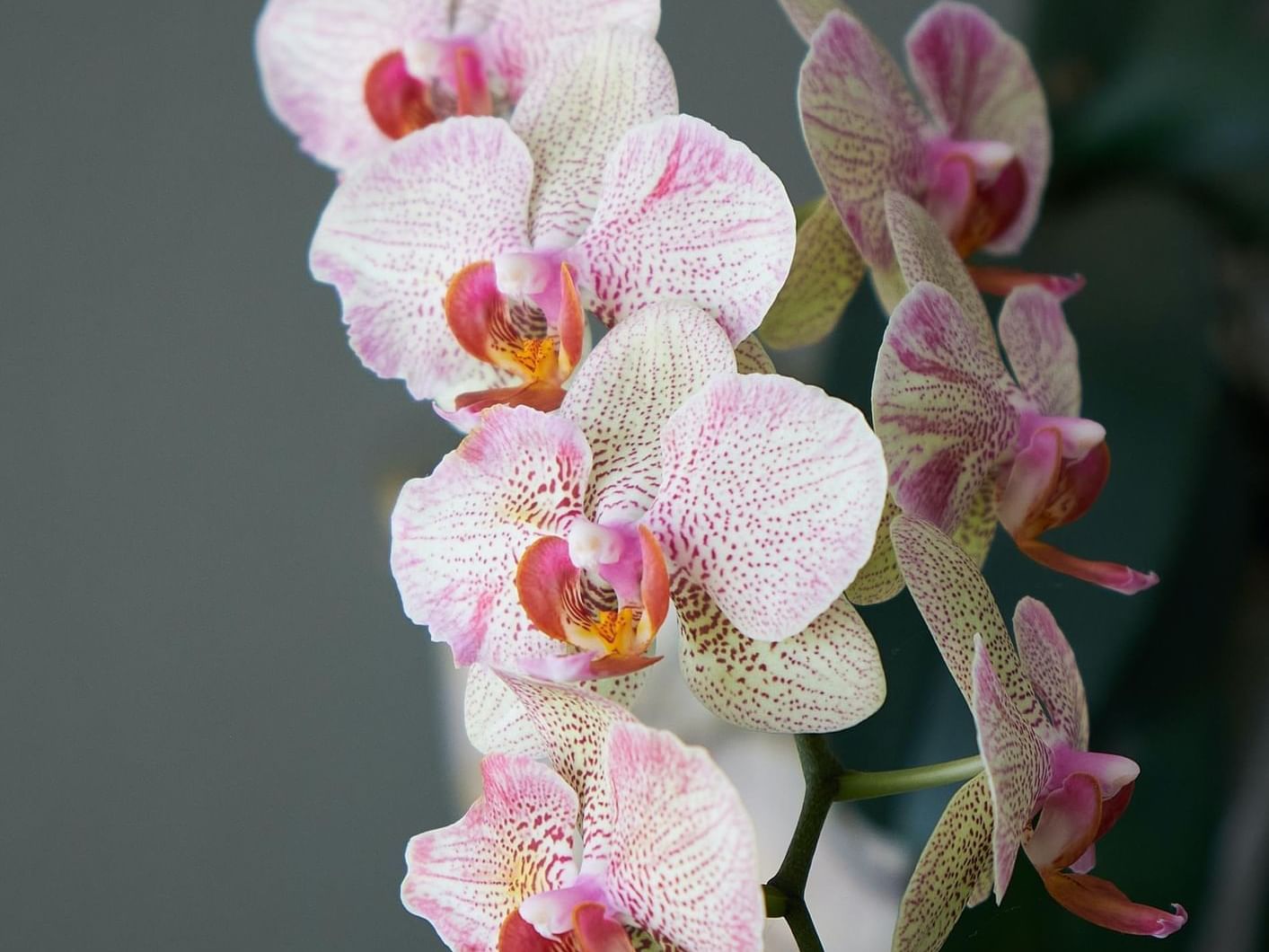 Close-up of purple orchids at Villas Sol Beach Resort